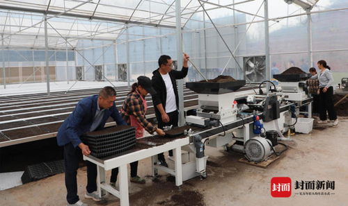 工厂化育苗 创新种植模式 四川宜宾长宁用科技助力粮食生产高质量发展